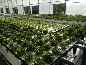 Courtesy of Waterfarmers 